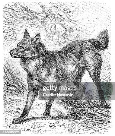 Maned wolf (Canis jubatus) Maned wolf (Canis jubatus)