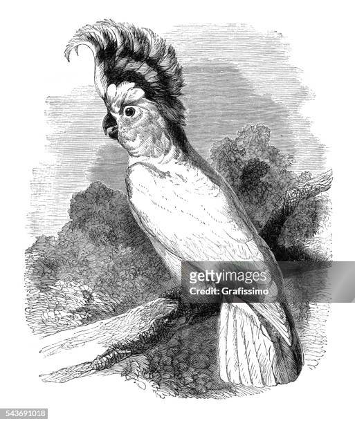 cockatoo cacatua inca bird engraving 1880 - cacatua bird stock illustrations