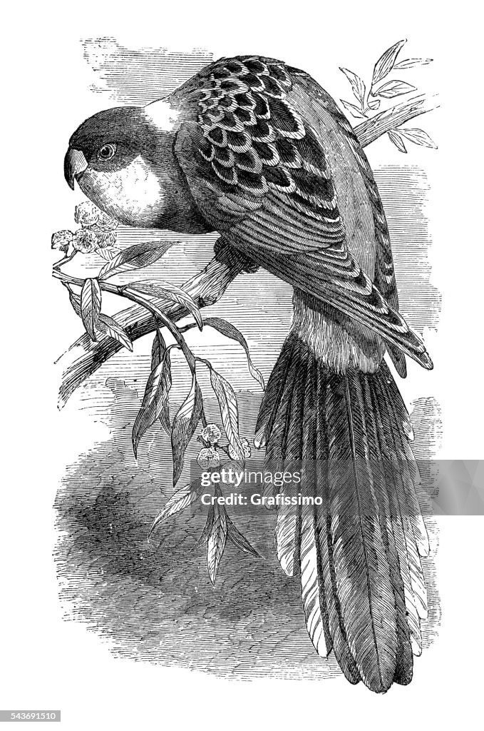 Eastern rosella parrot Australia engraving 1880