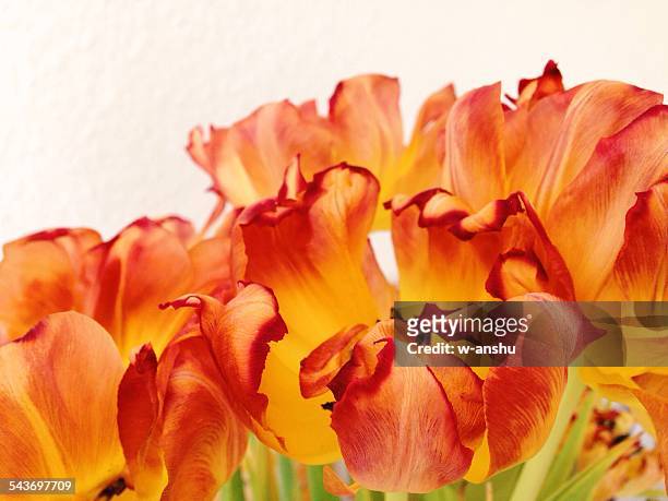 fading tulips - lily flowered tulip stockfoto's en -beelden