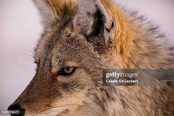 coyote closeup - leckert stockfoto's en -beelden