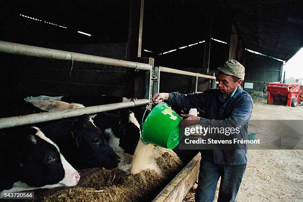 The majority of food for milking cows is corn based with a flour suppliment. | Location: St.-Georges-de-la-Couee, France.