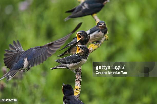 barn swallow chicks (hirundo rustica) waiting to be fed - ignatius tan stock pictures, royalty-free photos & images