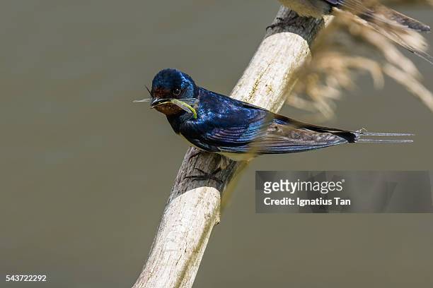 barn swallow with dragonfly in its beak - ignatius tan stock pictures, royalty-free photos & images