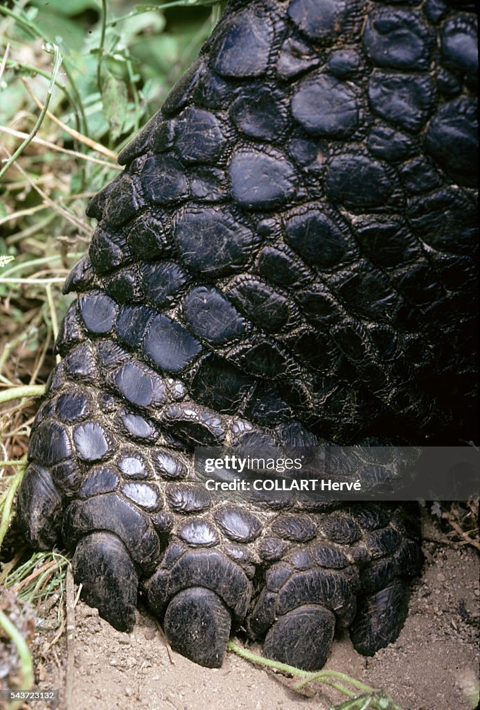 The Galapagos Islands