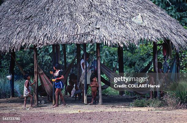 Yanomami indians living close to the Amazon River in Brazil. The Yanomami are an indigenous people of Brazil and Venezuela, living under the...
