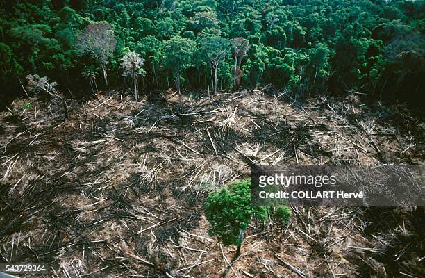 Clearing the forest destroys for ever the fragile equilibrium of water, mineral and organic matter. The Amazon rainforest is under threat and...