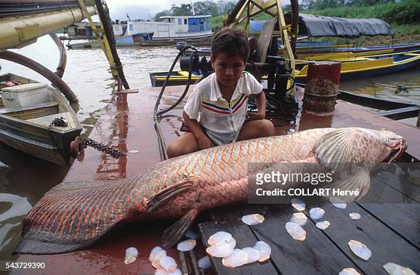 The 'Pirarucu' is the king of the Amazon rivers and has succulent flesh. The species has been overfished and a specimen this size is now rare.