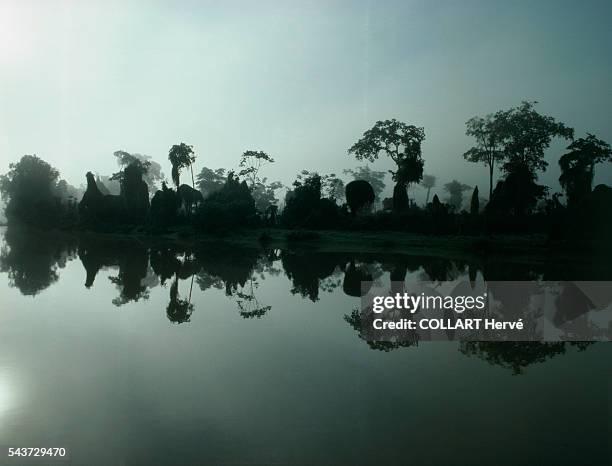 Atmospheric scenes in the Amazonian jungle at nightfall.