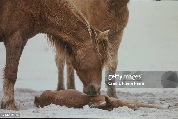 SABLE ISLAND IN NOVA SCOTIA