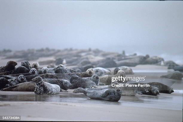 SABLE ISLAND IN NOVA SCOTIA