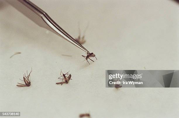 Crows Test Kit 235 Lead Water Test Stock Photos, High-Res Pictures, and Images - Getty ...