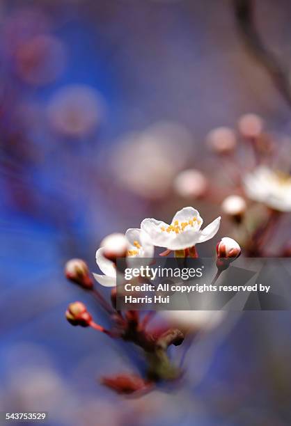 plum - richmond-colombie-britannique photos et images de collection