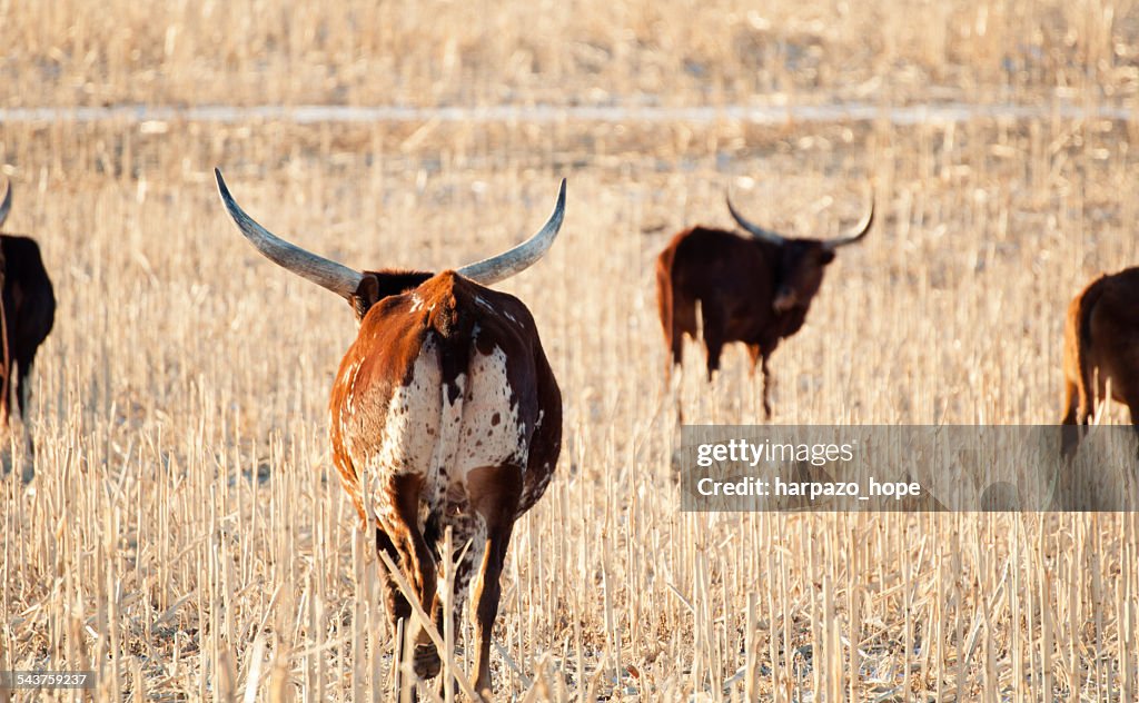 Backside of longhorn cattle