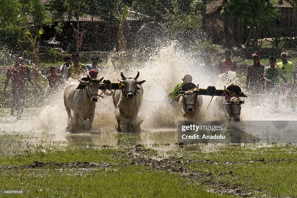 Cattle Racing A competitor takes part in an annual cattle race at Herovanga village ...