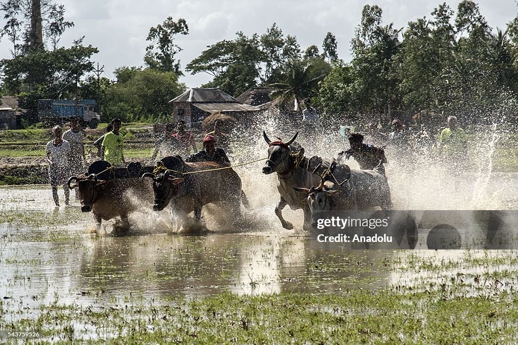 Cattle race in India's West Bengal