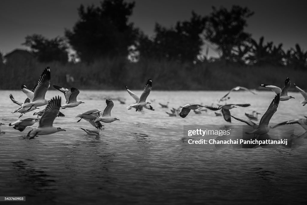 Dancing birds at Inle lake