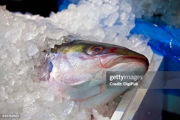 yellowtail (hamachi) - amberjack bildbanksfoton och bilder