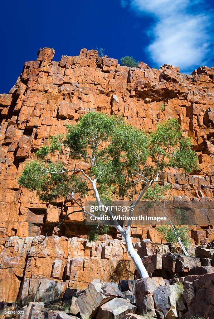 Outback Cliffs Ghost Gum On Red Cliff In Outback Australia High-Res Stock Photo ...