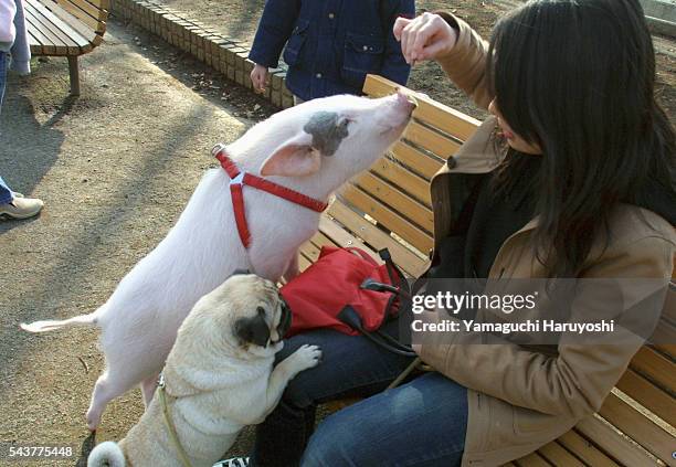 Chiharu Ishizone gives treats to the family pets: Gari , a seven-month old female pig, and pug dog Ikura.