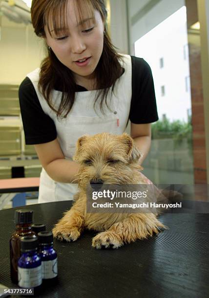 Norfolk Terrier dog tries out aromatic oils. The oils are chosen individually for each dog based on their condition. An aromatherapy session for dogs...