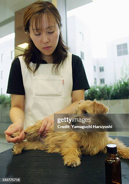 Norfolk Terrier dog tries out aromatic oils. The oils are chosen individually for each dog based on their condition. An aromatherapy session for dogs...