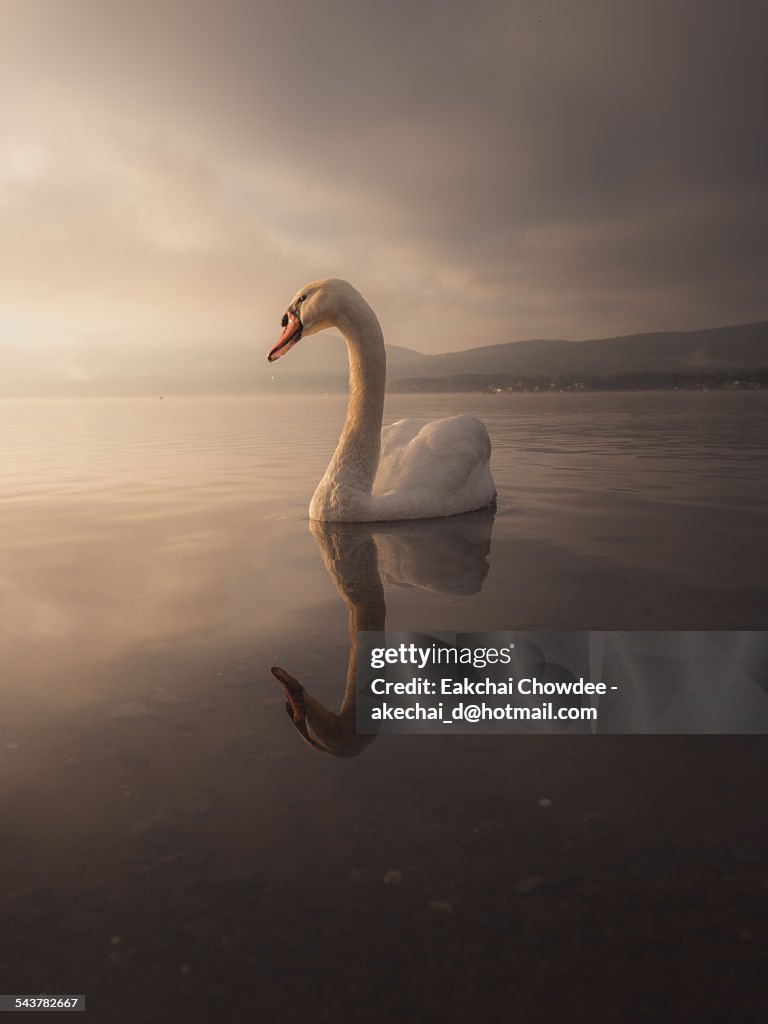 Swan