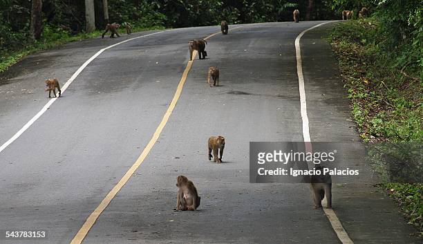 monkeys in the streets in khao yai national park - khao yai national park stock pictures, royalty-free photos & images