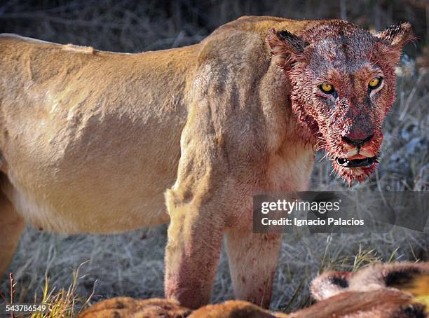 panthera leo with bloody face after a kill in more - lion lioness stock pictures, royalty-free photos & images