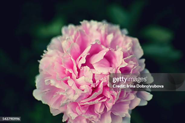 pink peony - chinese peony imagens e fotografias de stock