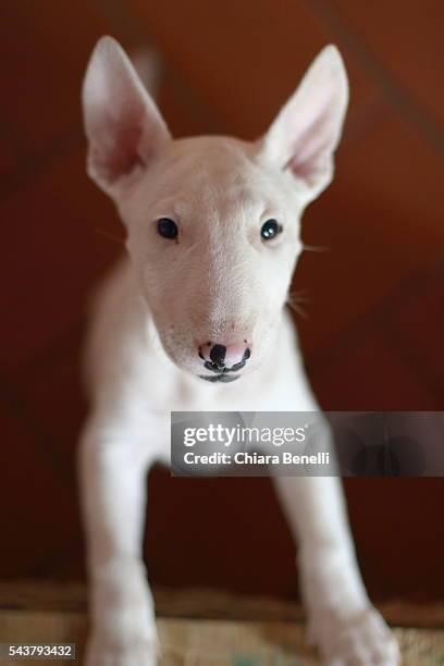 puppy - bull terrier stock pictures, royalty-free photos & images