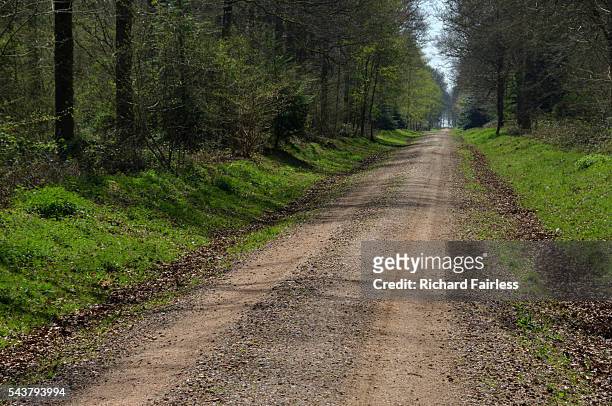 forest footpath - micheldever forest stock pictures, royalty-free photos & images