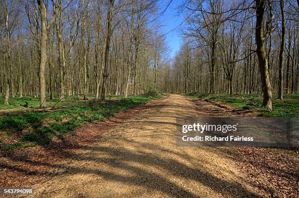 forest footpath - micheldever forest stock pictures, royalty-free photos & images