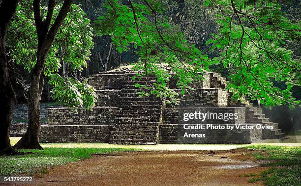 pyramid and tree - honduras ストックフォトと画像