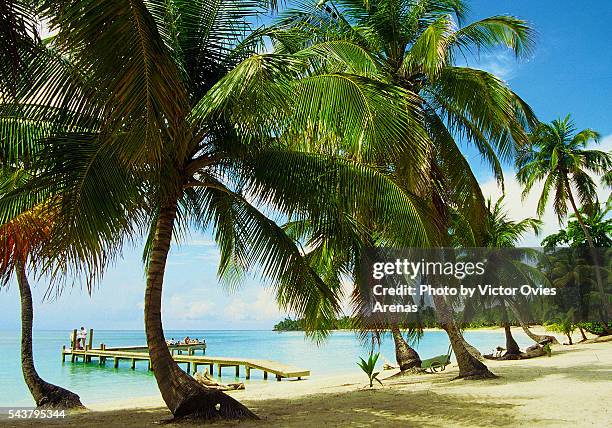 the perfect beach - roatan stock pictures, royalty-free photos & images