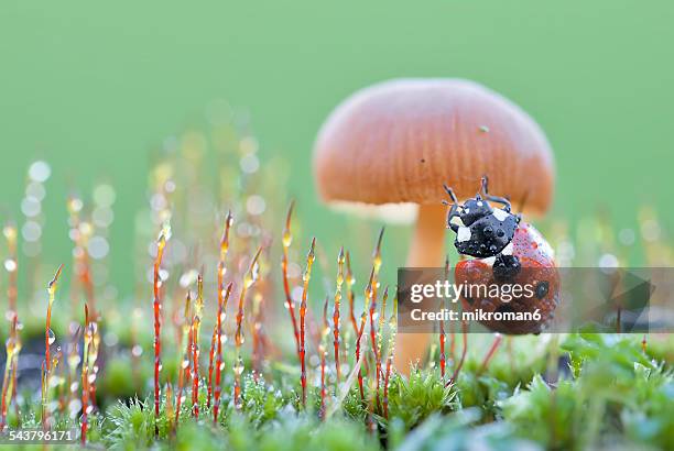 Ladybird under mushroom