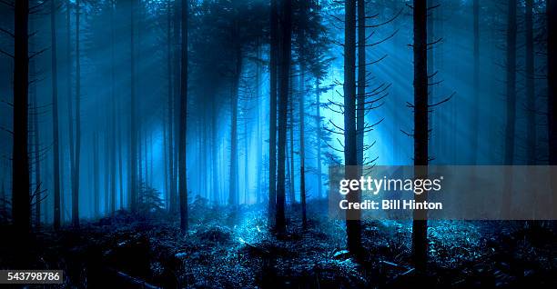 forest moonlight - moonlight - fotografias e filmes do acervo