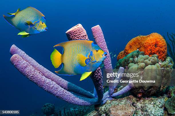 tropical angelfish on coral reef with sponges - coral cnidarian 個照片及圖片檔