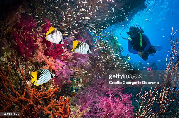 scuba diver with butterflyfish and corals - submarinismo fotografías e imágenes de stock