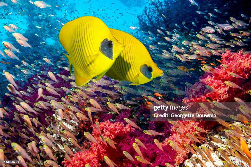 Golden butterflyfish on coral reef