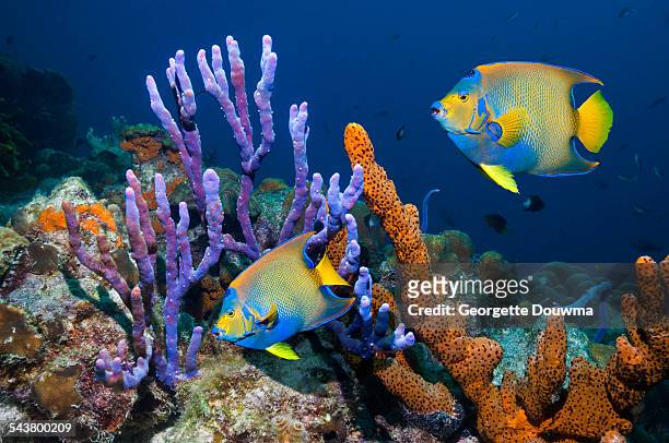 tropical angelfish swimming past sponges - angelfish stock pictures, royalty-free photos & images