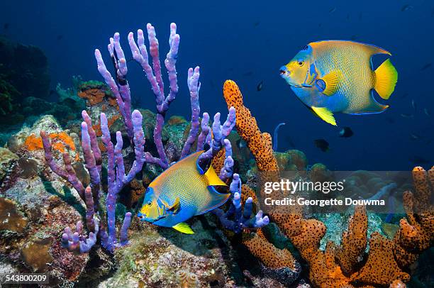 tropical angelfish swimming past sponges - angel fish bildbanksfoton och bilder