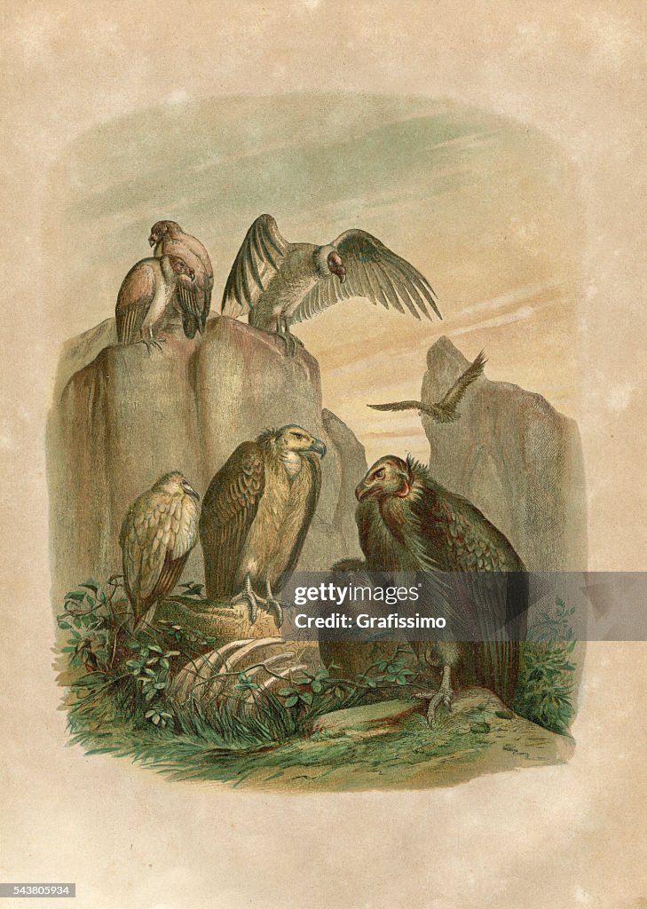 Eine Gruppe von Truthähne Gravur 1880