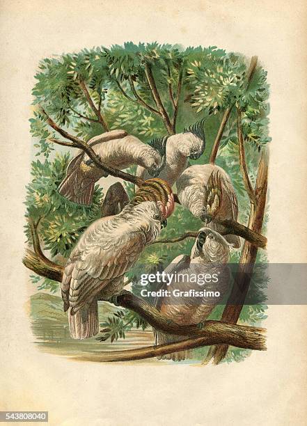 group of cockatoos engraving colour 1880 - sulphur crested cockatoo stock illustrations