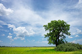 Lone Cottonwood Tree on Summer Prairie