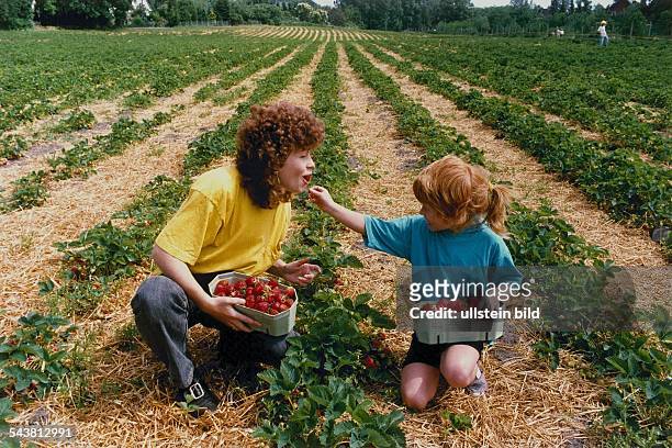Anke Tober und Tochter Janina sitzen zwischen Reihen von Erdbeeren auf einem Feld und pflücken die Früchte in Körbe. Das Mädchen steckt ihrer Mutter...