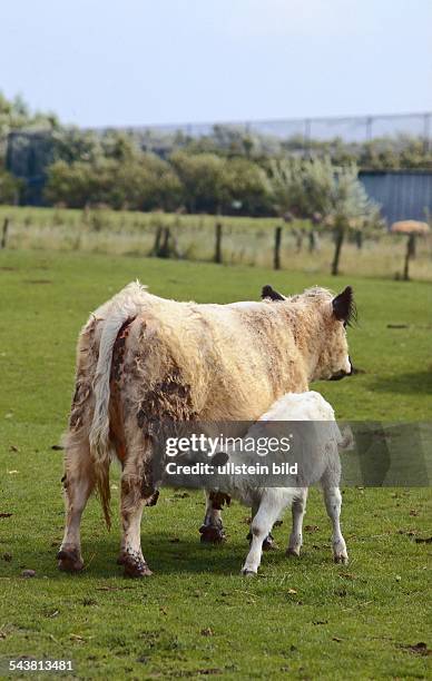 Galoway Rind 12 Galloway Rind Stock Photos, High-Res Pictures, and Images - Getty Images