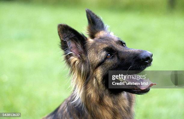 Altdeutscher Langhaar-Schäferhund. Aufgenommen 1998.