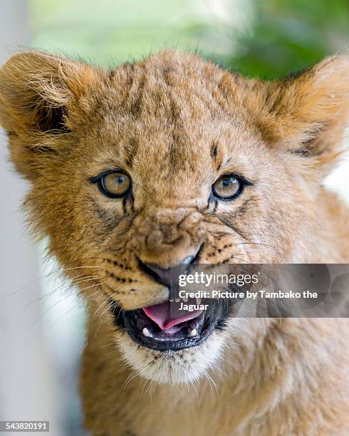 portrait of an angry lion cub - lion cub stock-fotos und bilder