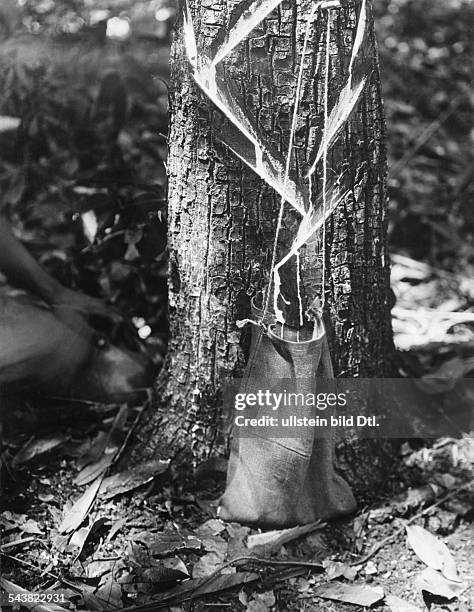 Mexico, Yucatan - chclle hunters : A sack catches the flowing chicle from the series of channels above . The following day the chiclero returns abd...